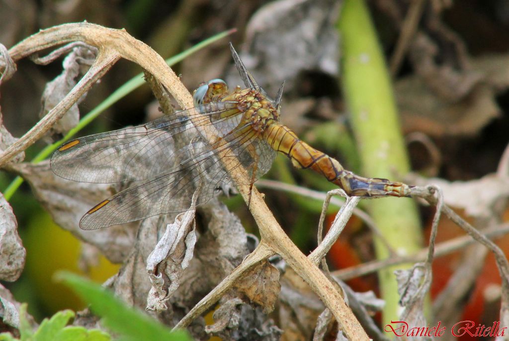 Due libellule della stessa specie: Orthetrum coerulescens